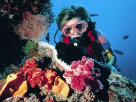 Gold Coast Seaway Dive Site - Whitsundays Tourism