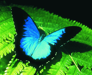 Australian Butterfly Sanctuary - Whitsundays Tourism